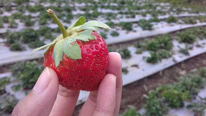 Sembalun Strawberry