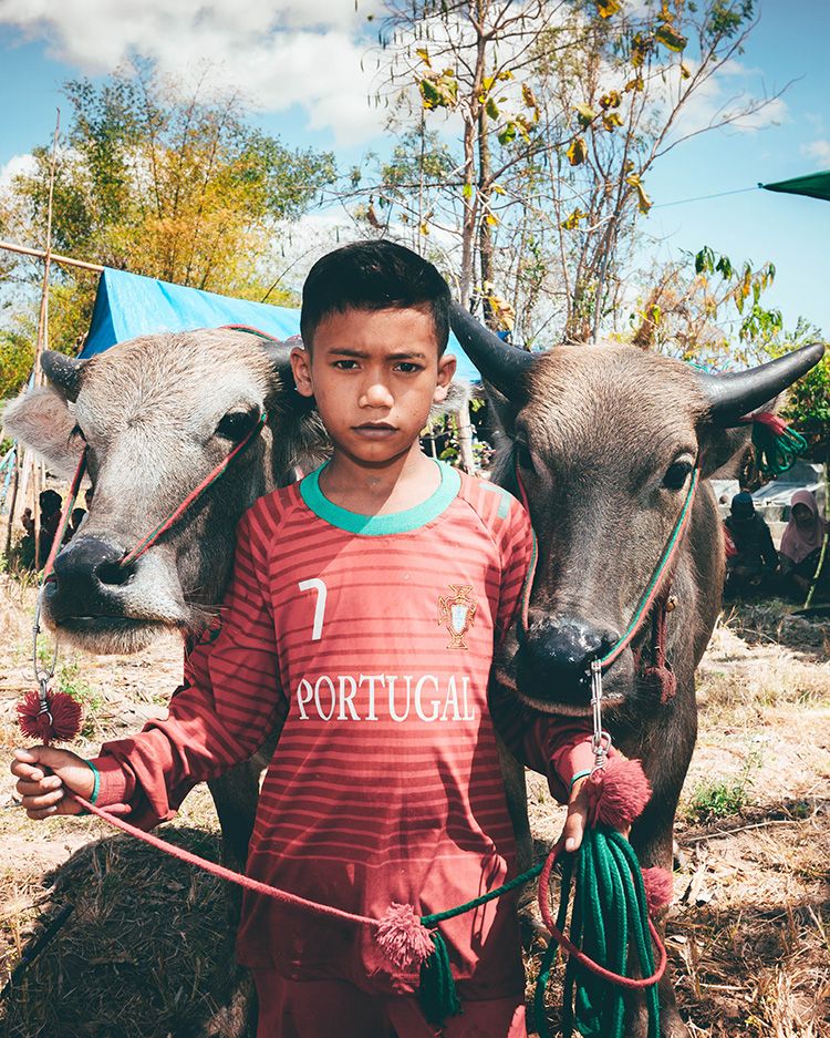 barapan kebo sumbawa