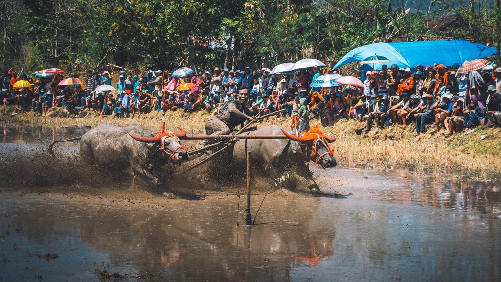 Barapan Kebo Sumbawa