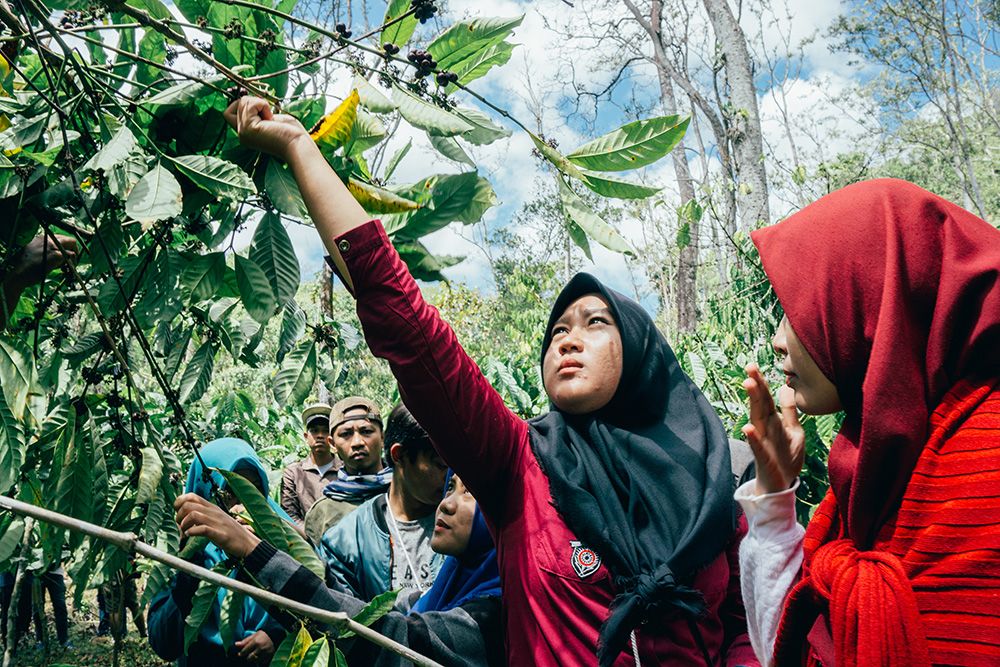 Batu Dulang Coffee Farm