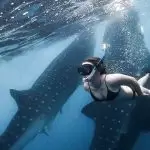 Sumbawa Whale Shark Tour