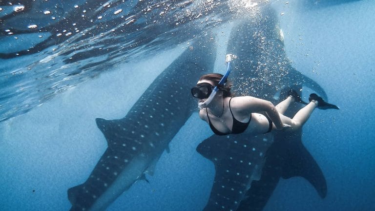 Paket Wisata Hiu Paus Sumbawa (Start & Finish Sumbawa Besar)