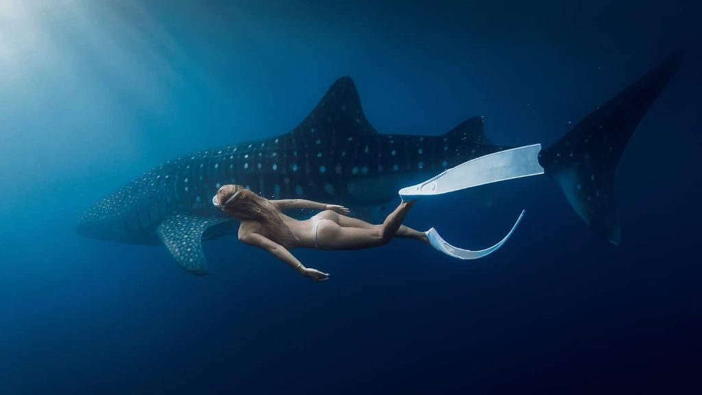 Sumbawa Whale Shark