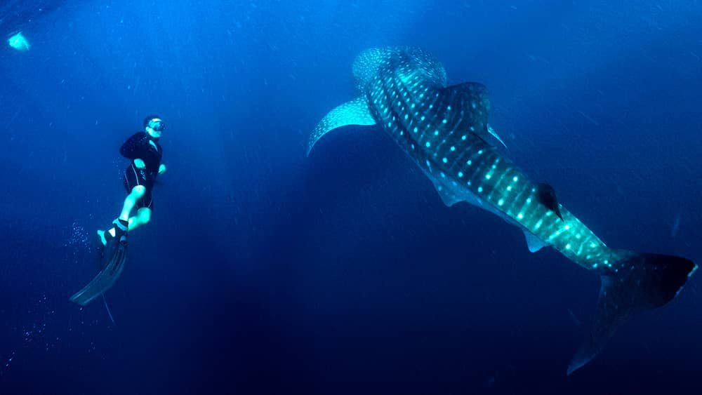 Sumbawa Whale Shark