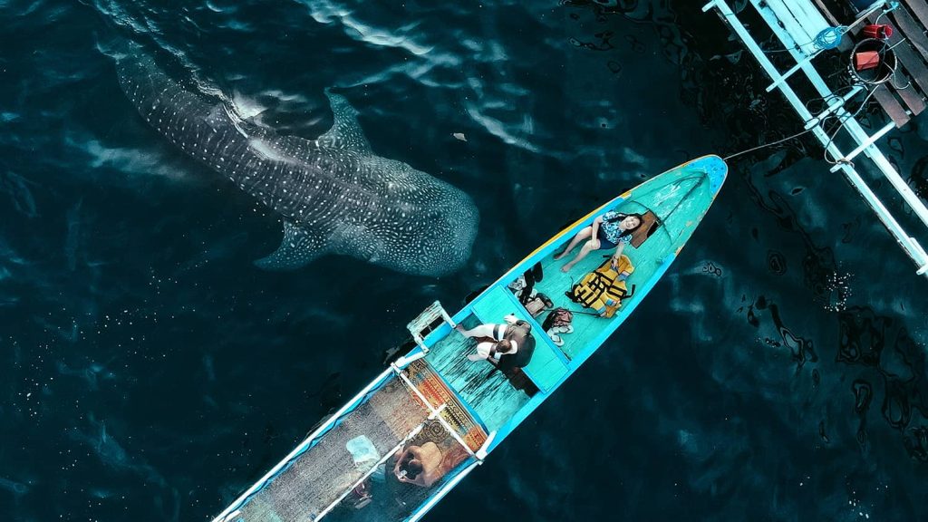 Sumbawa Whale Shark Sharing Open Tour