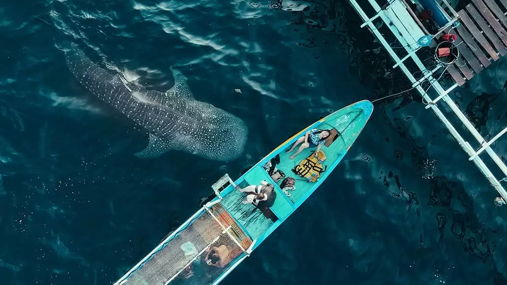 Sumbawa Whale Shark Sharing Open Tour