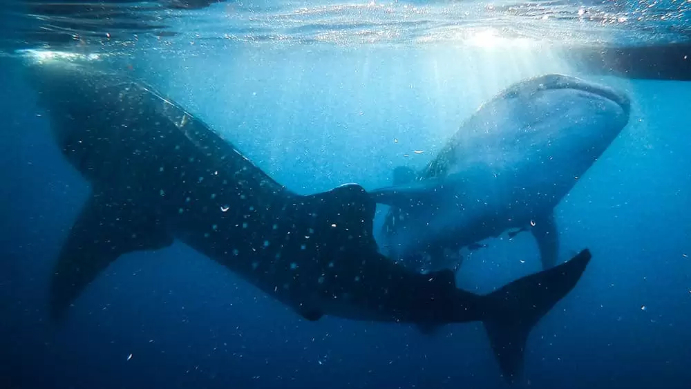 Sumbawa Whale Shark Tour Start Lombok