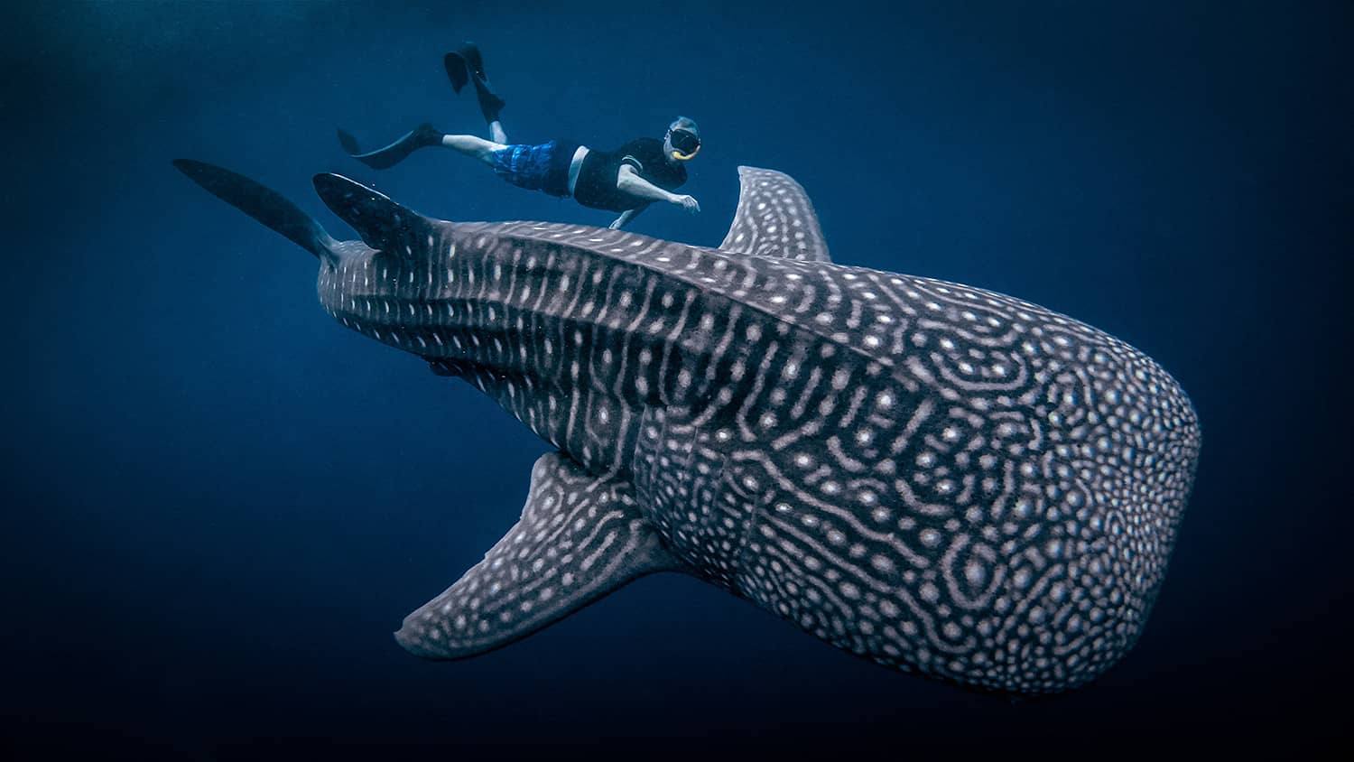 Sumbawa Whale Shark Tours