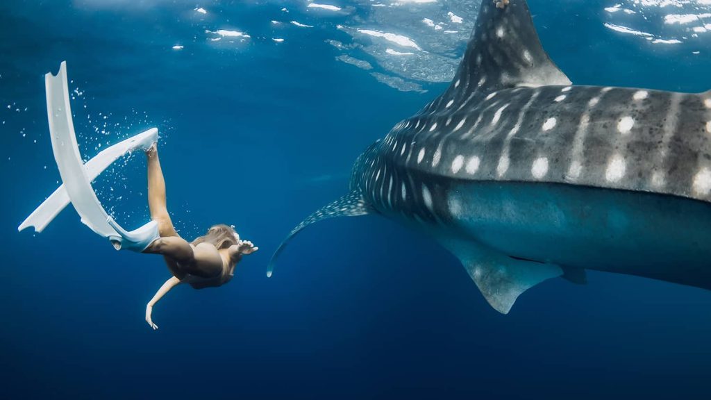 Sumbawa Whale Shark Tour (Start Poto Tano)