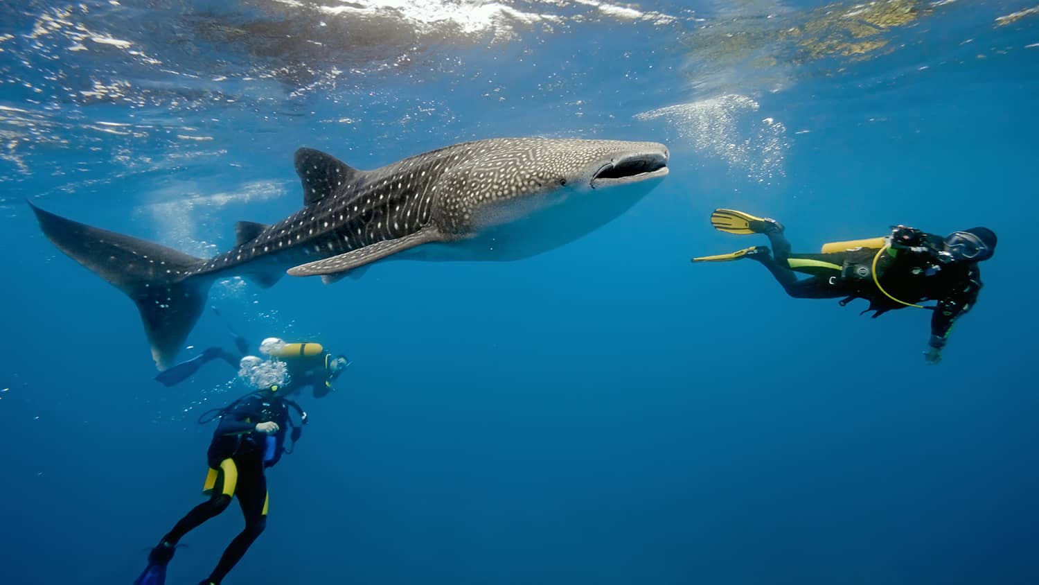 Sumbawa Whale Shark Tour (Start Sekongkang)